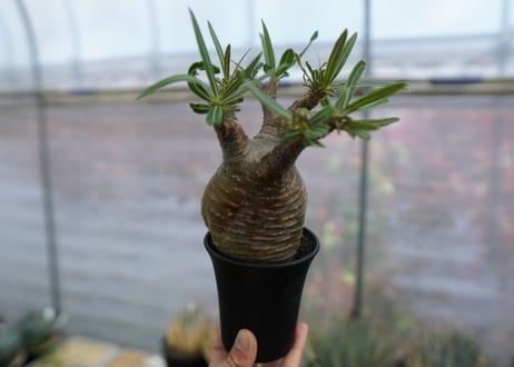 パキポディウム　グラキリス　Pachypodium  Gracilius No.3
