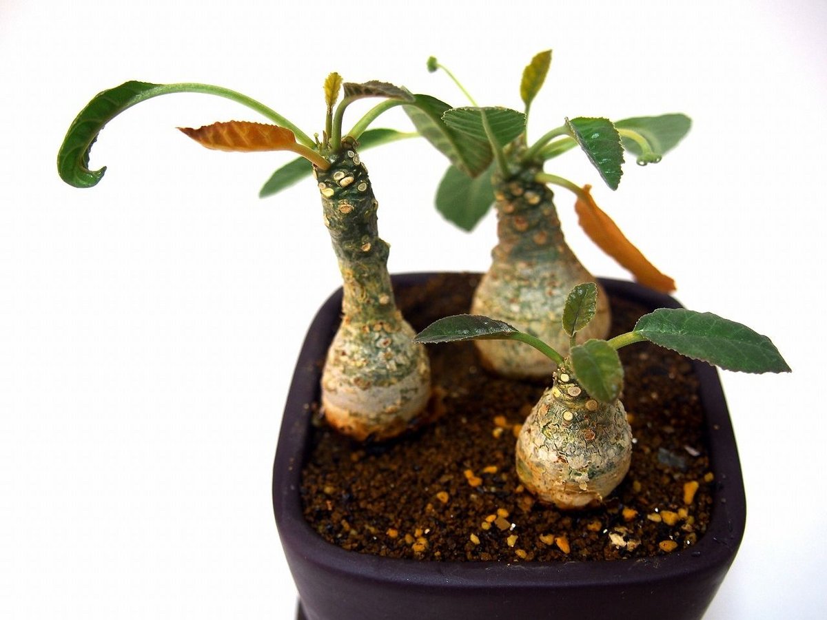 ドルステニア フォエチダ Dorstenia foetida | mana's farm:塊