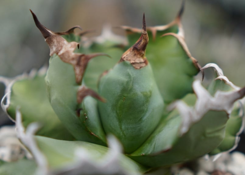 Agave titanota dwarf 姫厳龍 A NO.2 | mana's farm:塊