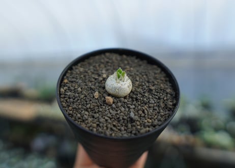パキポディウム　恵比寿笑い　Pachypodium brevicaule　No.2