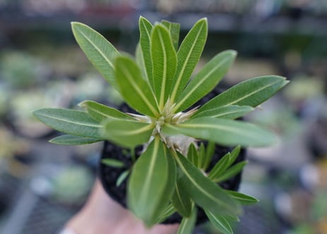 パキポディウム　ロスラツム　Pachypodium rosulatum  No.1