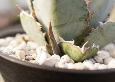 Agave titanota 'black and blue'　子株付き　No.3