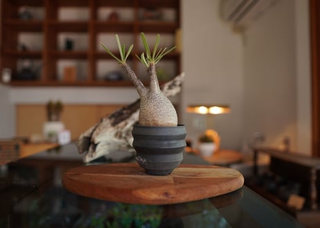 パキポディウム　グラキリス　 Pachypodium Gracilius