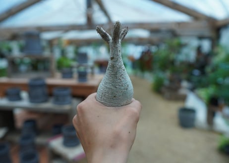 【抜き苗】パキポディウム　グラキリス　 Pachypodium Gracilius  No.9