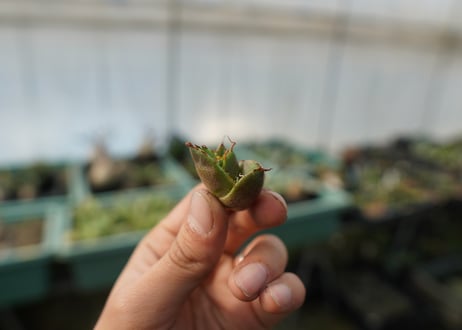 【抜き苗】アガベ　チタノタ　白鯨　Agave titanota White whale