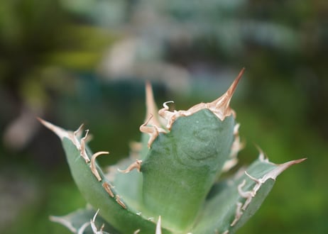 Agave titanota 白鯨 B NO.10