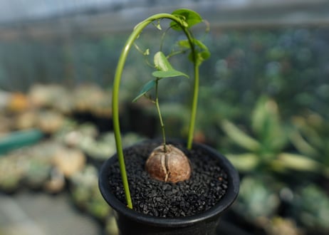 亀甲竜　Dioscorea elephantipes No.6