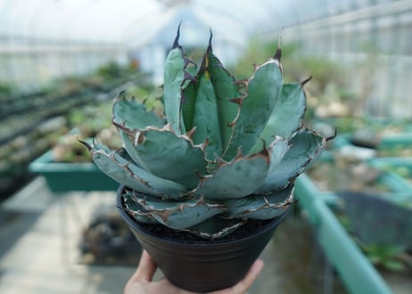 アガベ　チタノタ　 ブラックアンドブルー 　Agave titanota black and blue　No.9