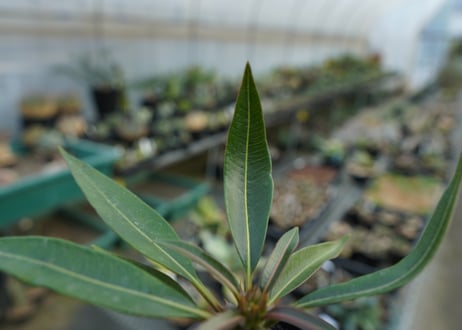 パキポディウム　バロニー　Pachypodium baronii  No.1
