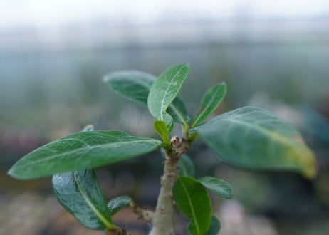 アデニウム　Adenium　No.2