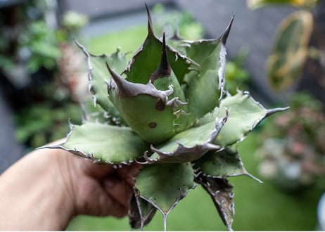 Agave titanota FO-76 B NO.2