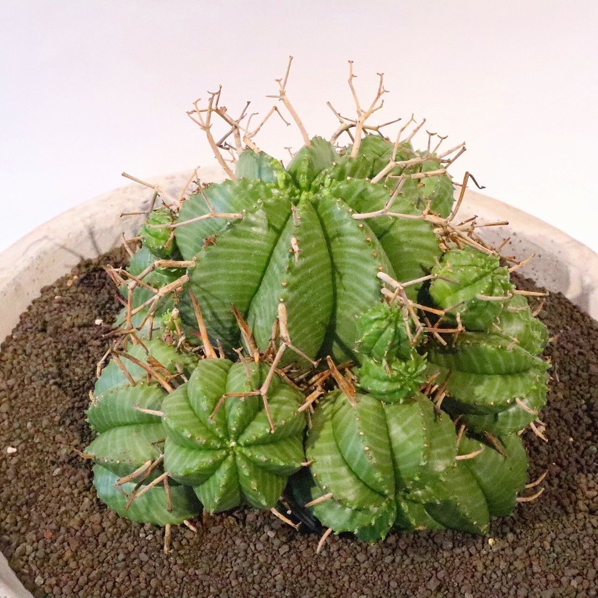 ユーフォルビアバリダ群生10年程管理