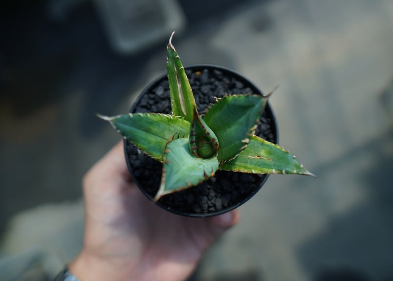アガベ チタノタ 黄覆輪 Agave titanota variegata | mana's