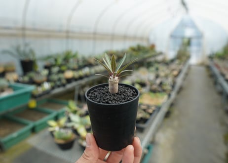 パキポディウム　グラキリス　 Pachypodium Gracilius  No.1