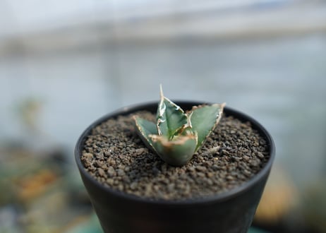 アガベ　チタノタ　狼人　agave titanota "狼人"　No.1