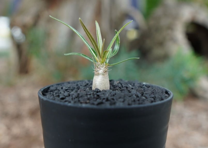 沖縄実生株】パキポディウム グラキリス Pachypodium Gracilius