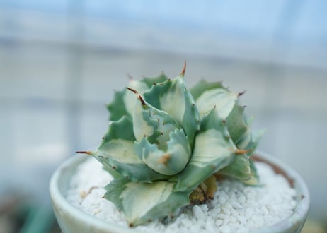 アガベ　王妃雷神錦　白中斑　Agave　“Ohi Raijin Nishiki Shironakahu”　No.2