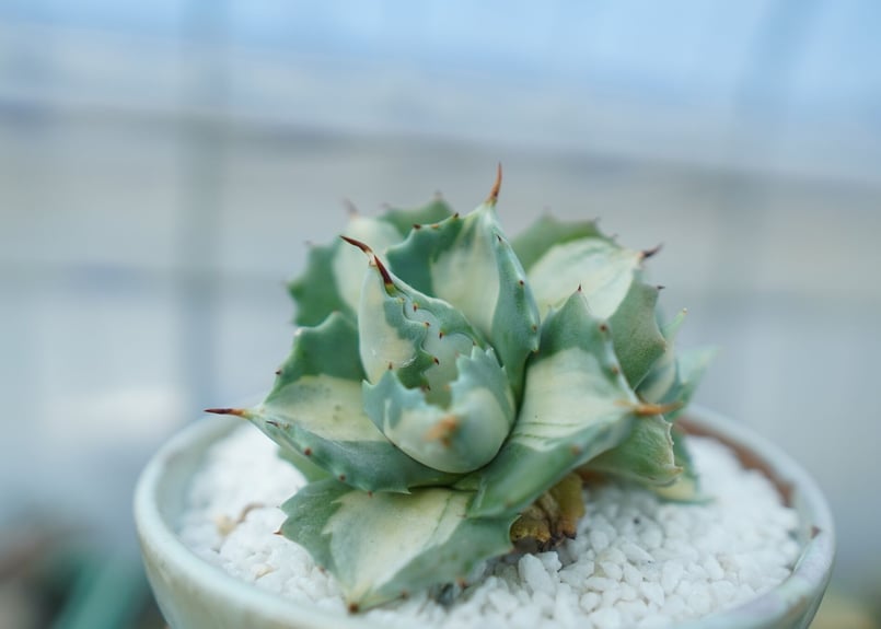 アガベ 王妃雷神錦 白中斑 Agave “Ohi Raijin Nishiki Shirona アガベ 王妃雷神錦 白中斑 Agave “Ohi Raijin Nishiki Shirona