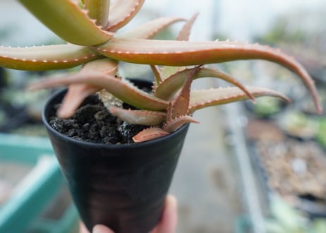 アロエ　SP　Aloe SP