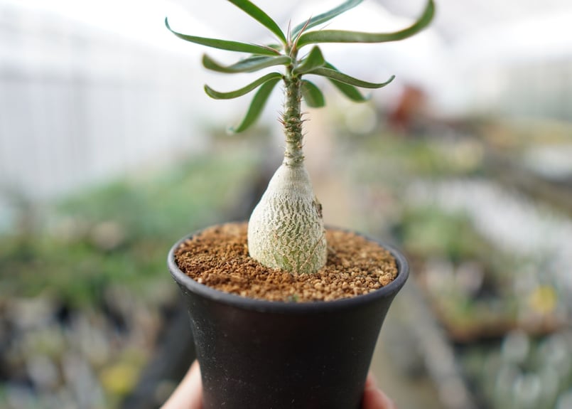 パキポディウム ビスピノーサム | mana's green:塊根植物販売 パキポディウム ビスピノーサム | mana's green:塊根植物販売