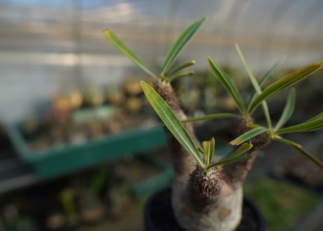 パキポディウム　グラキリス　 Pachypodium Gracilius  No.7