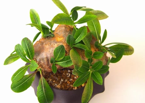 Pachypodium brevicaule　パキポディウム 恵比寿笑い