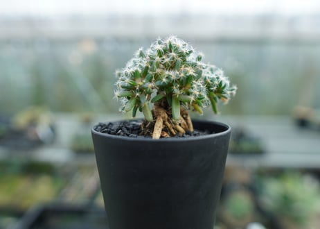 トリコディアデマ　デンサム　Trichodiadema densum  No.2