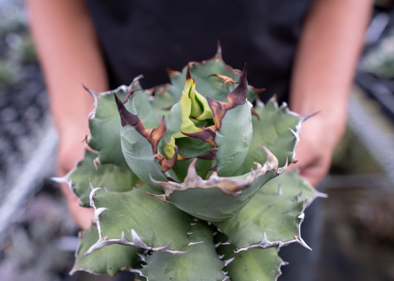 チタノタ 姫厳竜 | mana's farm:塊根植物・アガベ・ドライガーデン植物