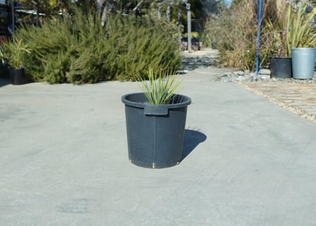 ユッカ　ロストラータ　yucca rostrata No.2
