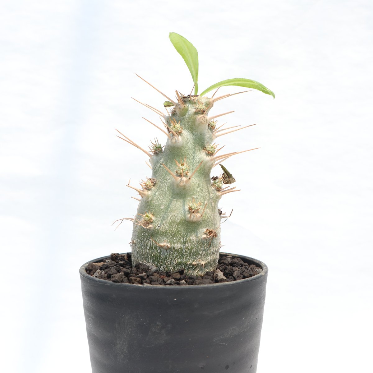 パキポディウム サンデルシー 実生 | mana's green:塊根植物販売 パキポディウム サンデルシー 実生 | mana's green:塊根植物販売