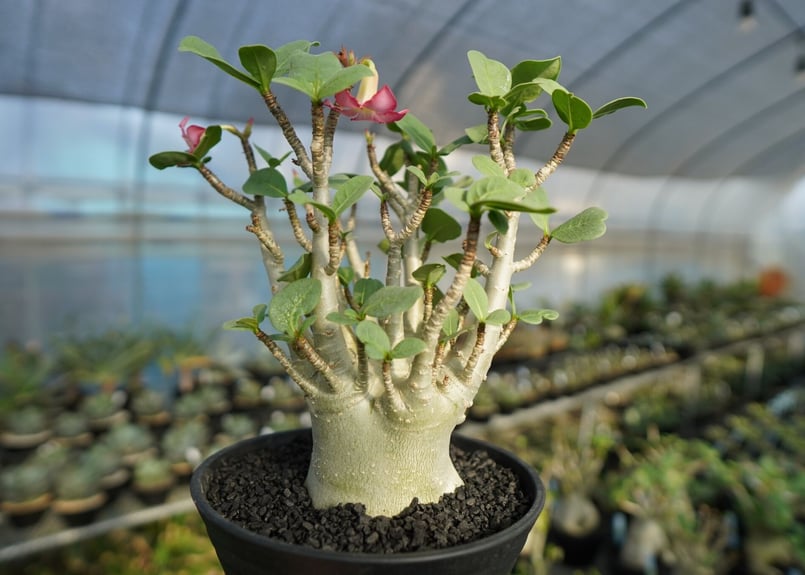 アデニウム Adenium No.1 | mana's farm:塊根植物・アガベ・ドライガー