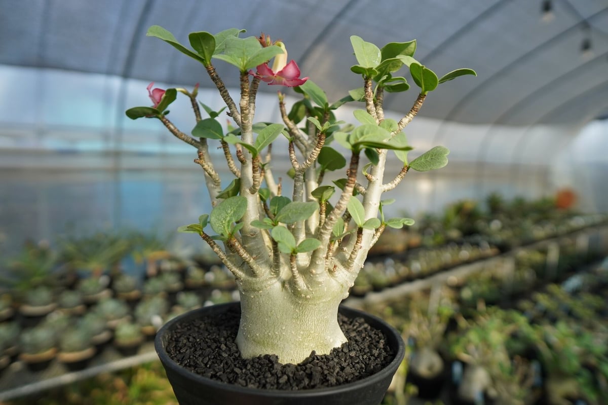 アデニウム Adenium No.1 | mana's farm:塊根植物・アガベ・ドライガー