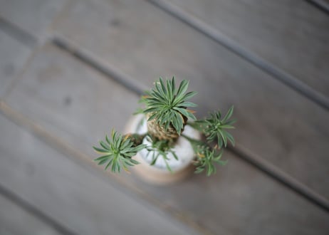 蛾眉鉄甲　Euphorbia Gabitekkou