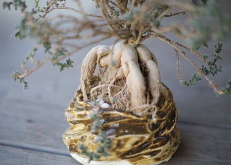 姫紅小松　Trichodiadema bulbosum