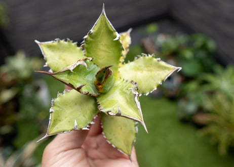 Agave Sowing seeds NO.2