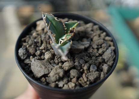 カキコアガベ　チタノタ　FO-76　agave titanota  FO-76　No.5