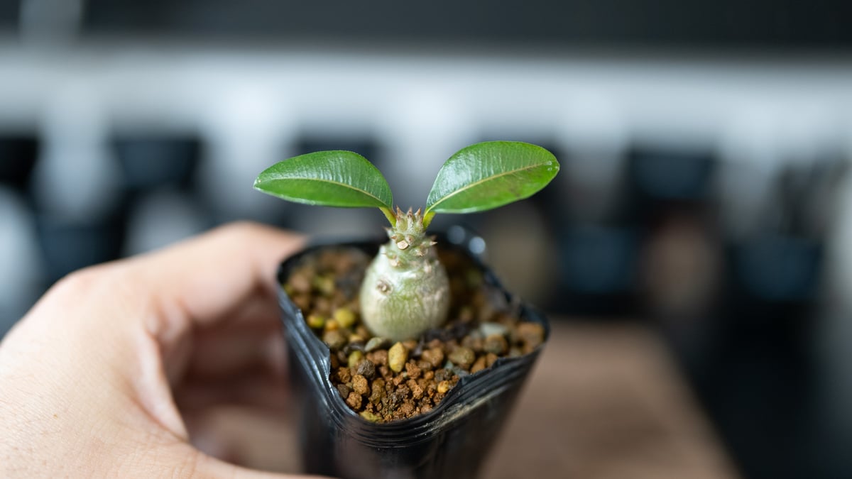 期間限定価格！ウィンゾリー 国内実生株　塊根植物 緑と黄色の葉 パキポディウム ウィンゾリー 沖縄実生 | mana's farm:塊根植物