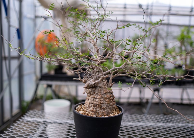 オペルクリカリア パキプス No.3 | mana's farm:塊根植物・アガベ