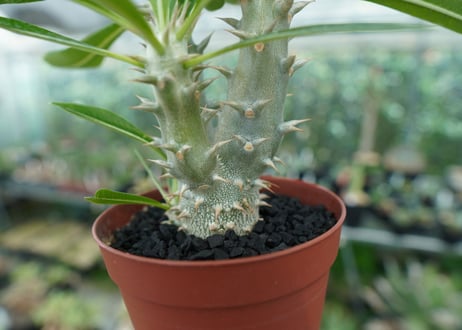パキポディウム　デンシフローラム　Pachypodium densiflorum　No.3
