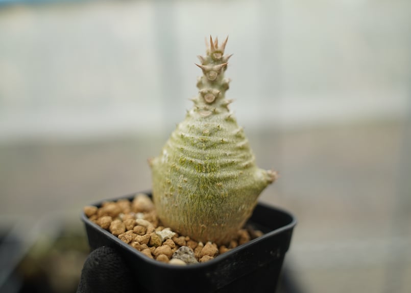 パキポディウム ウィンゾリー 沖縄実生 No.16 | mana's farm:塊根植物