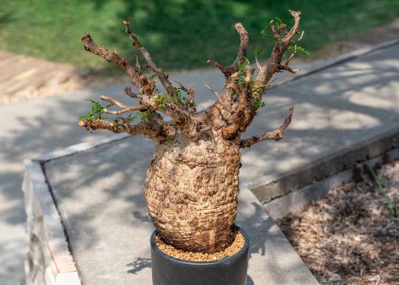 オペルクリカリア パキプス Operculicarya pachypus | mana's f