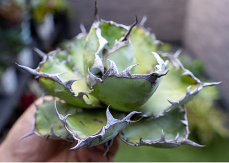 Agave B&B A NO.3