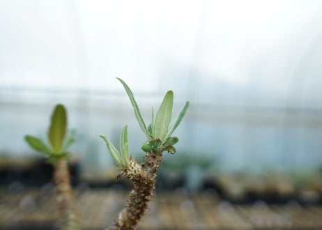 パキポディウム　グラキリス　 Pachypodium Gracilius  No.6