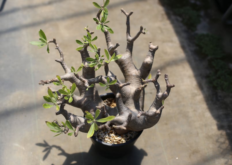 マカイエンセ　発根済　塊根植物 現地球・発根済】パキポディウム マカイエンセM 鉢付き 塊根植物