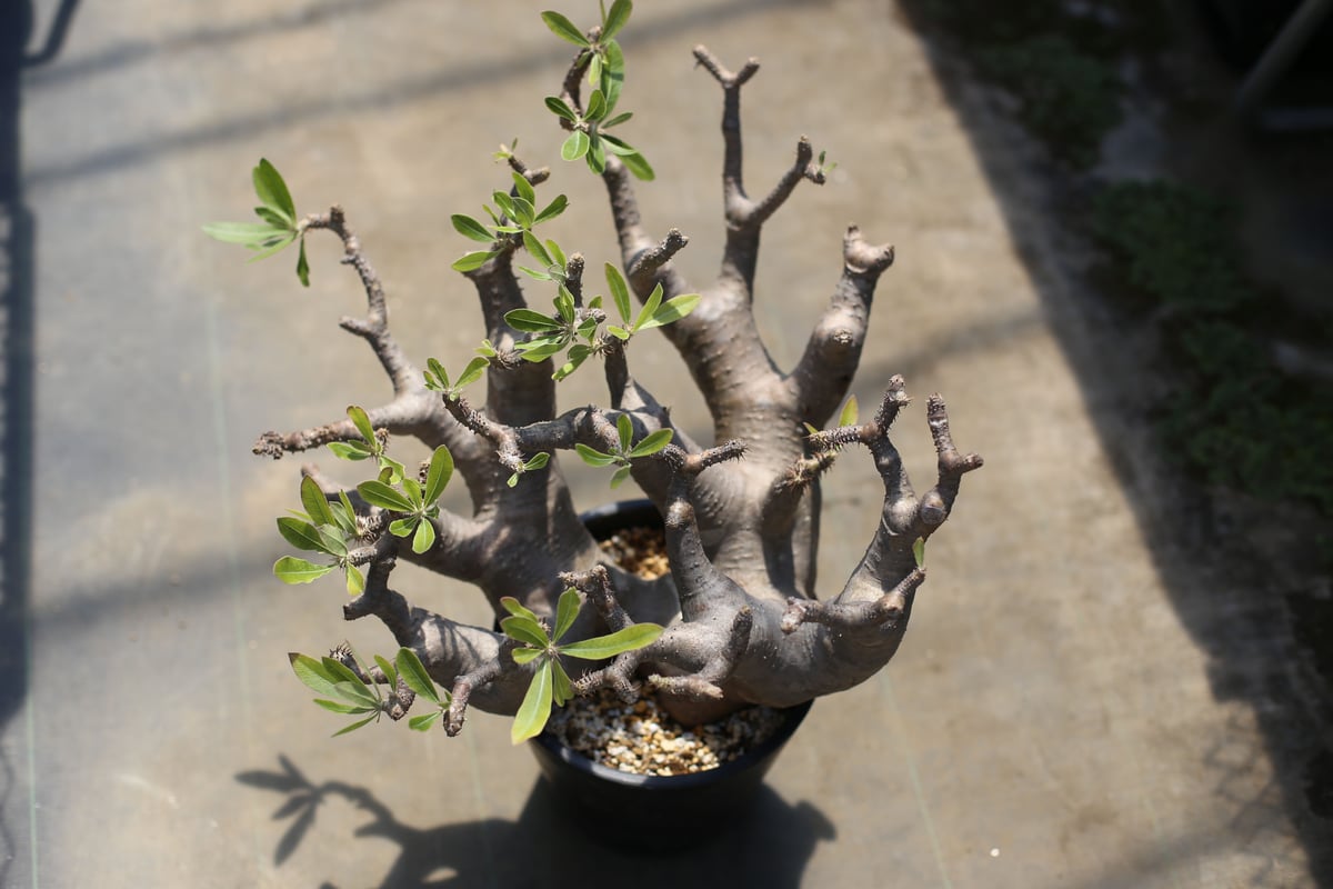 マカイエンセ　発根済　塊根植物 fit=scale-down,w=1200