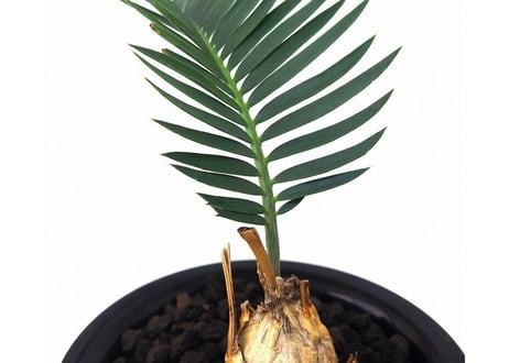 Encephalartos longifolius　エンセファラルトス　ロンギフォリウス
