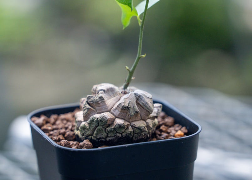 亀甲竜 No.11 | mana's farm:塊根植物・アガベ・ドライガーデン植物