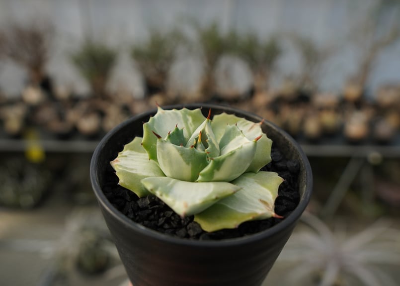 アガベ 王妃雷神錦 白中斑 Agave “Ohi Raijin Nishiki Shirona