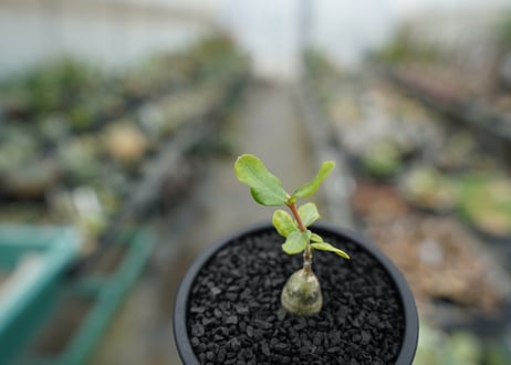 フォッケア　エデュリス　”火星人”　Fockea edulis  No.1
