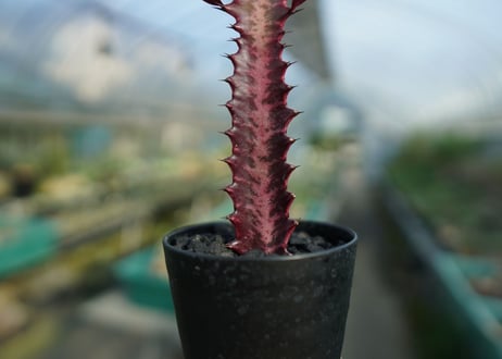 ユーフォルビア　紅彩雲閣　Euphorbia trigona f. rubra　No.2